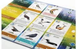 999 Games Wingspan Uitbreiding Europa 5 999 Games Wingspan Uitbreiding Europa -Bruder Winkel 1200x800 64